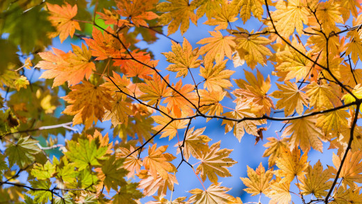 543225 (a): :1920x1080